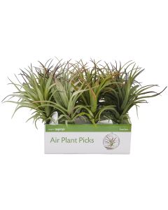 Floracraft Air Plant Picks Display-