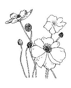 Penny Black Mounted Rubber Stamp 2.75"X2.75"-Poppies